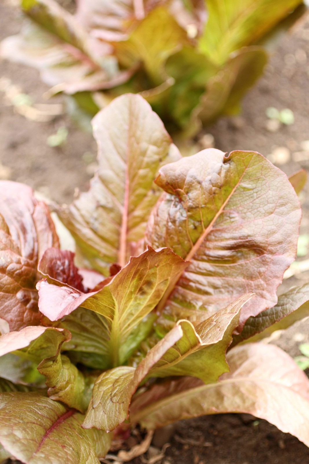 3000 CIMMARON Red ROMAINE LETTUCE Lactuca Sativa Vegetable Seeds
