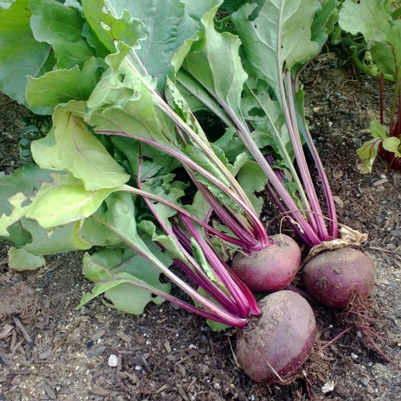 Detroit Dark Red Beet Seeds 200 Ct Vegetable Garden NON-GMO USA FREE SHIPPING