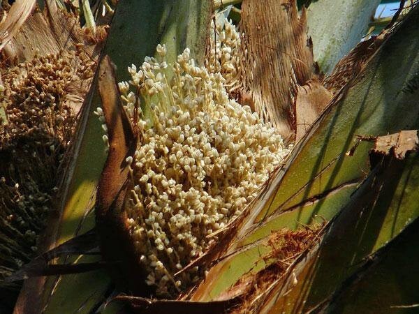 Phoenix sylvestris | India Date Palm | Silver Date Palm | 20 Seeds