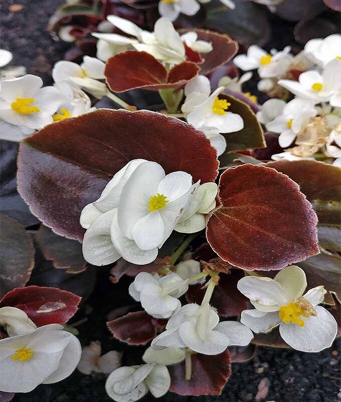 Begonia Seed, Wax White Begonias, Wax Begonia, Heirloom NON-GMO Flower Seed 75ct