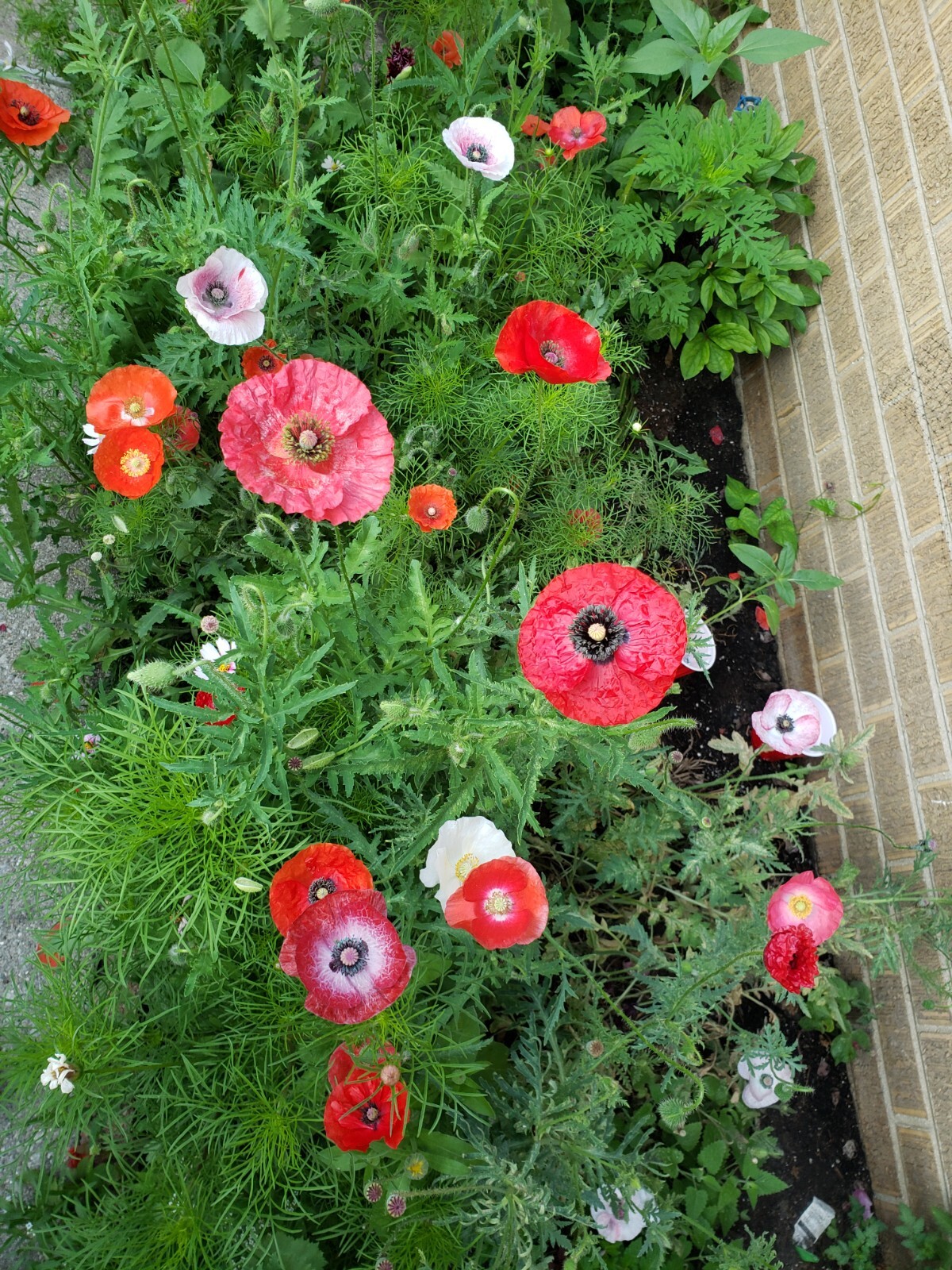 Mixed Poppy Seeds Several Varieties 100-200 Count *Free Shipping*