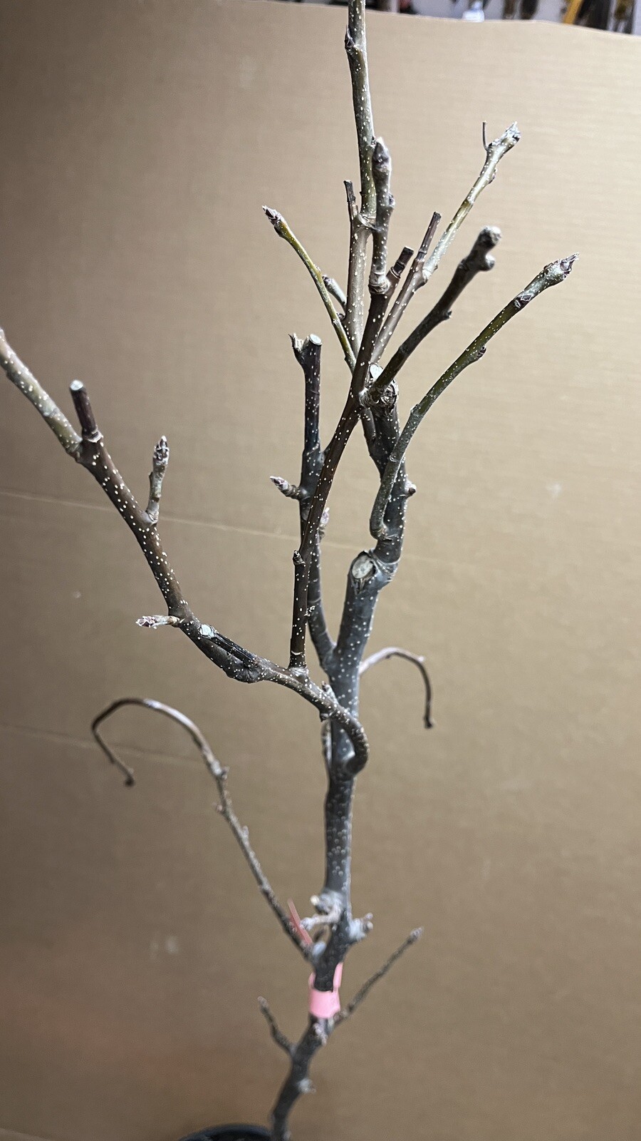 Orient pear, 4 ft tall grafted tree bareroot Pyrus communis Asian