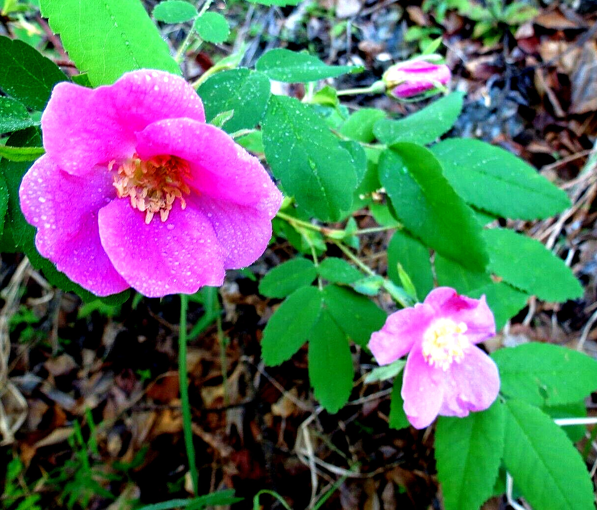Alaska Wild Rose Flower – Rosa acicularis – 100+ Seeds – Rose Jam – From Denali