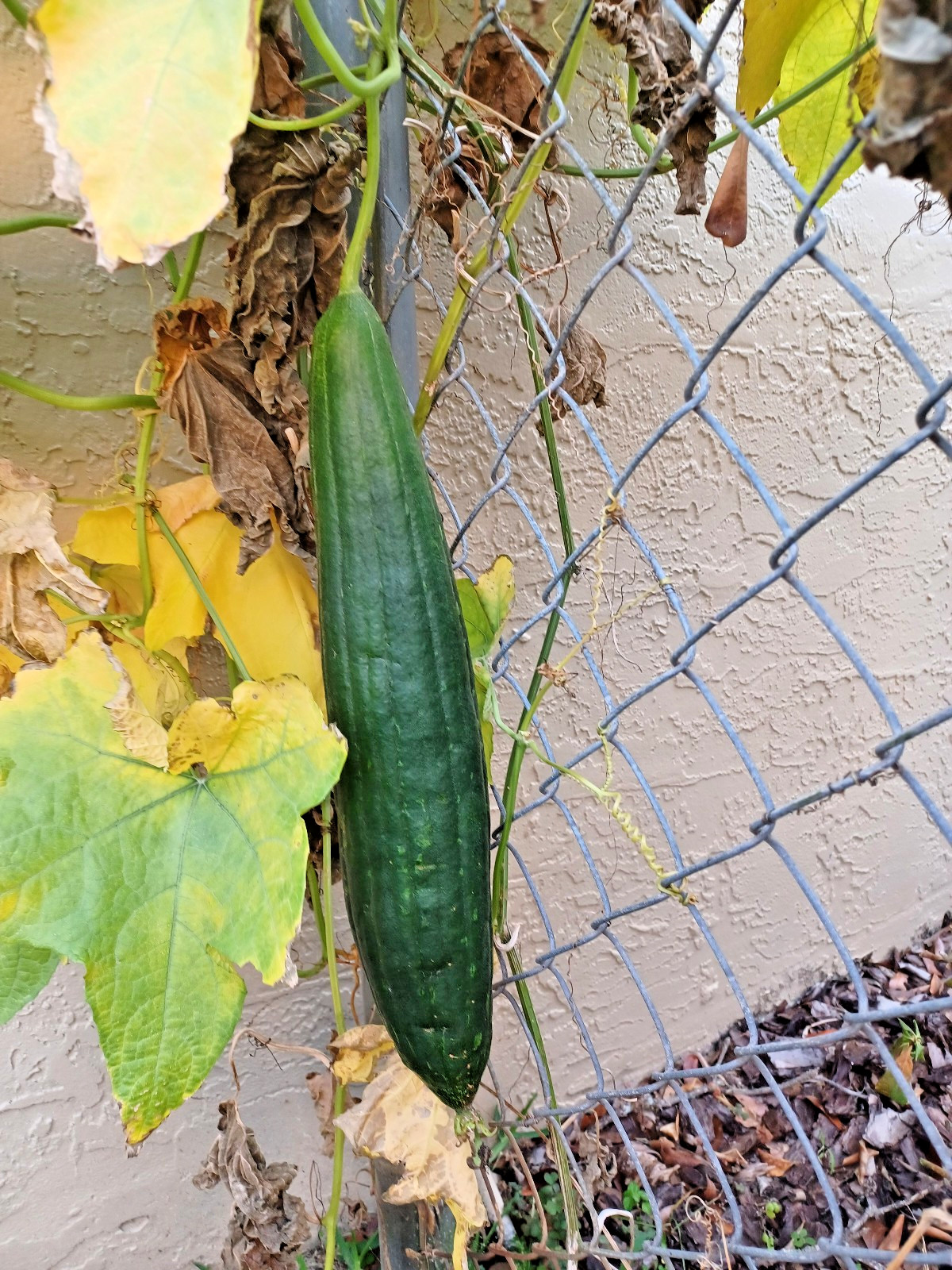 25 Luffa Gourd Seeds (Collected 2026)