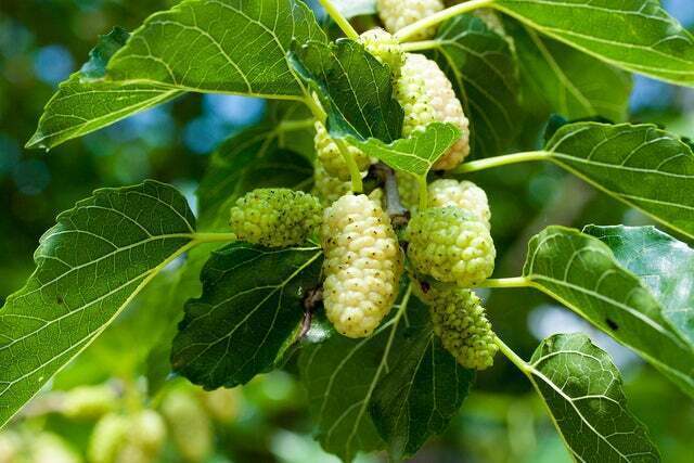 50+ White Mulberry Tree Seeds – Morus Alba – Non-GMO Seeds, Grown and Shipped fr
