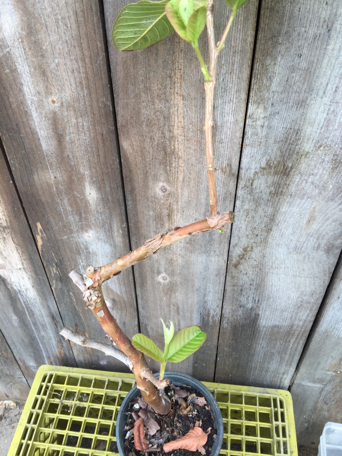 1 Air-layer Sweet Ruby Supreme Fruit Guava Starter Tree, Psidium guajava Tree