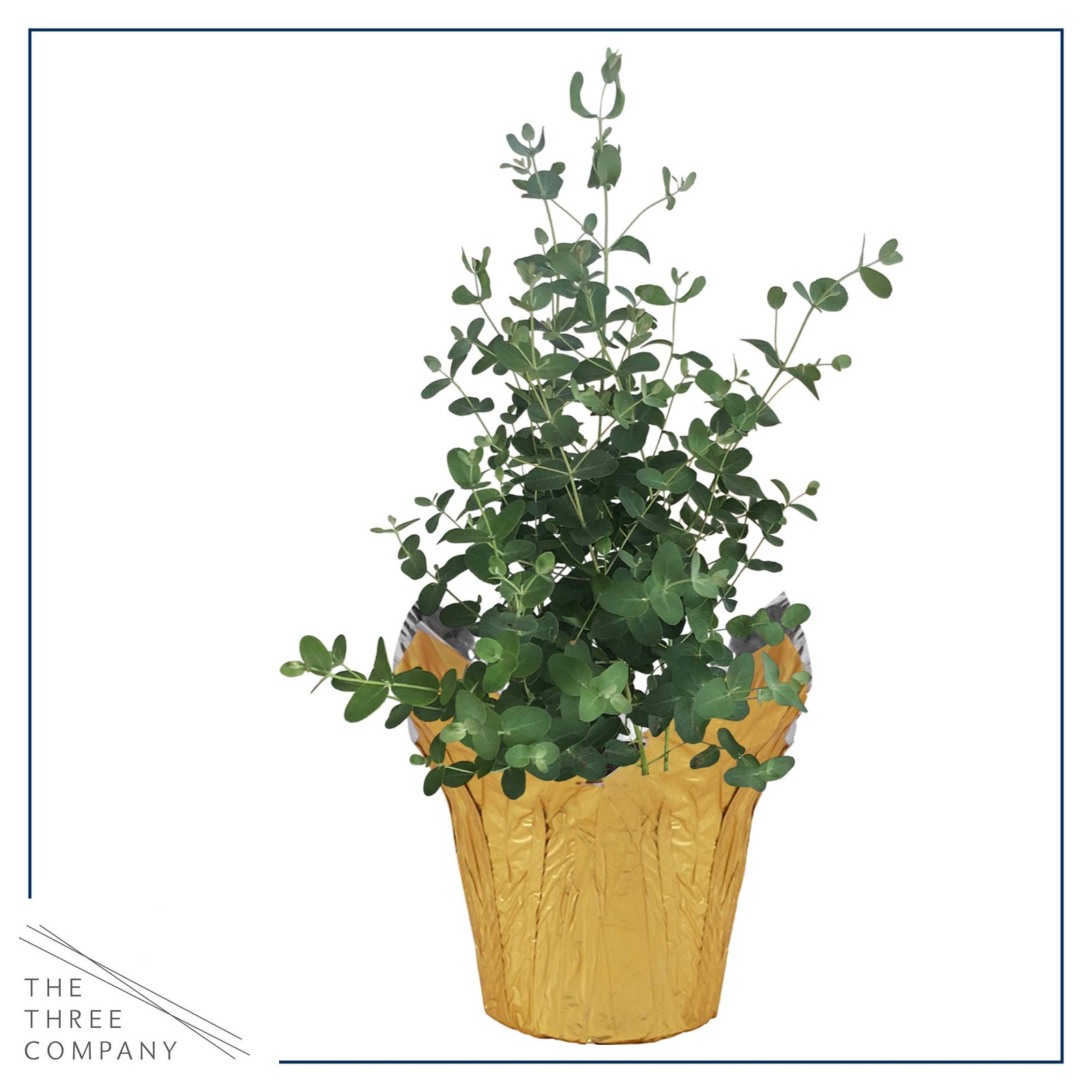 Live Aromatic and Healthy Herb – Eucalyptus, Improves Air Quality, Wrapped in…