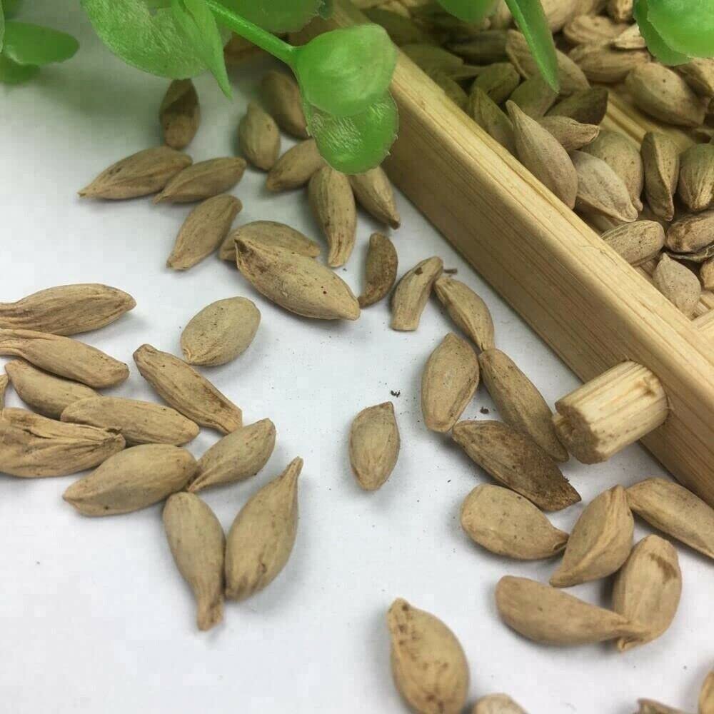Dwarf Lemon Bonsai Tree Seeds for Planting – 30+ Seeds – Ships from Iowa, USA