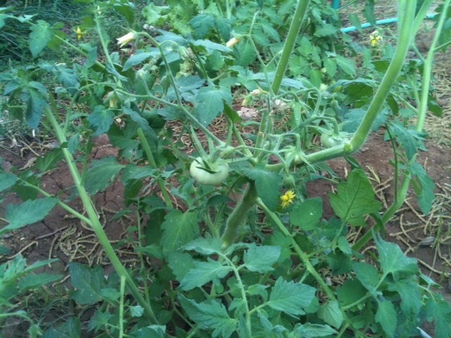 Tomato Seeds – Abe Lincoln, (Uniform, Deep Red, Smooth)