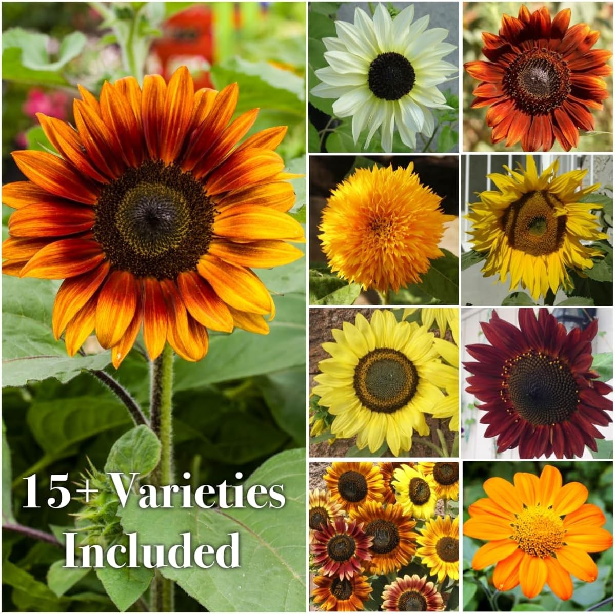 Seed Needs Butterfly Garden Seed Packet Variety Collection – 4 Unique Varieties