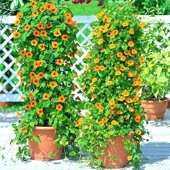 50+BLACK EYED SUSAN VINE Flower Seeds Flowering Vine Garden Patio Container Easy