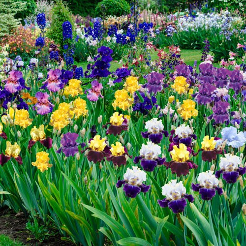 Lot of 5 Tubers Roots Rhizomes Reblooming Bearded Irises Assorted Mixed Colors