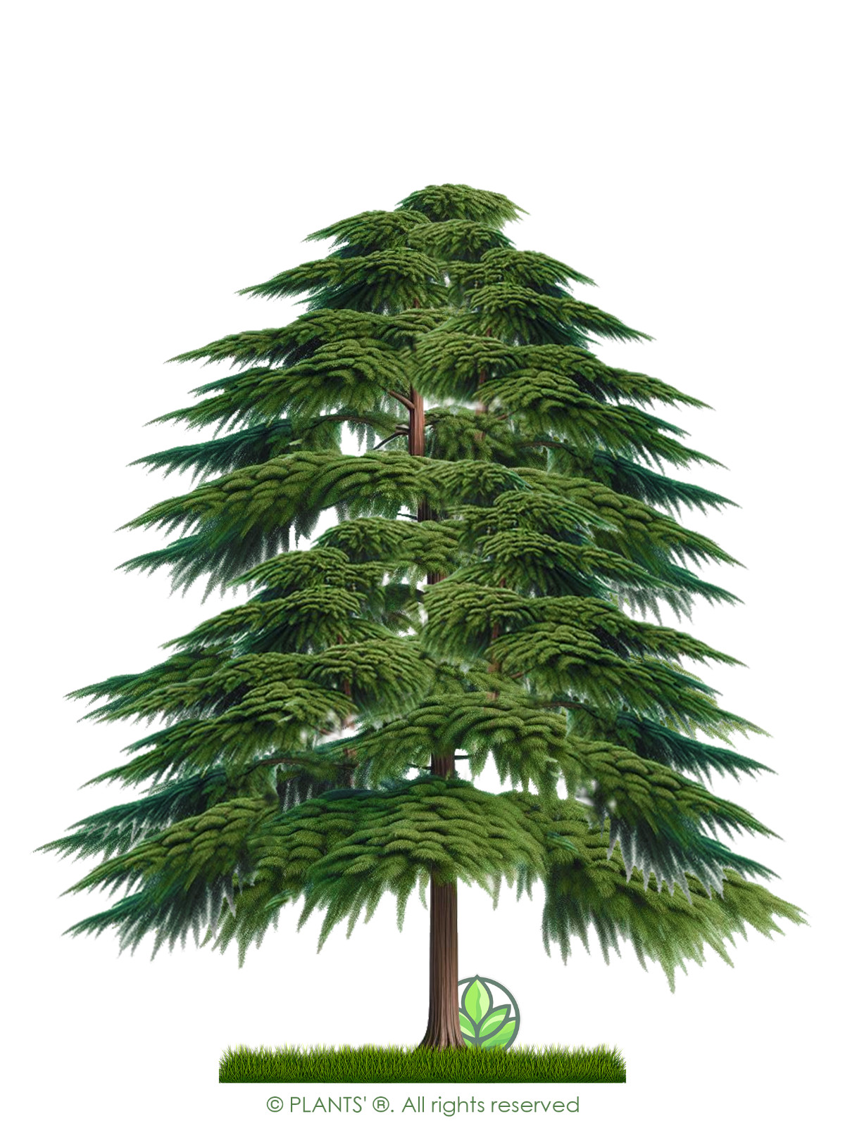Montezuma Cypress Tree | Premium Seeds | Taxodium mucronatum | Plants’®