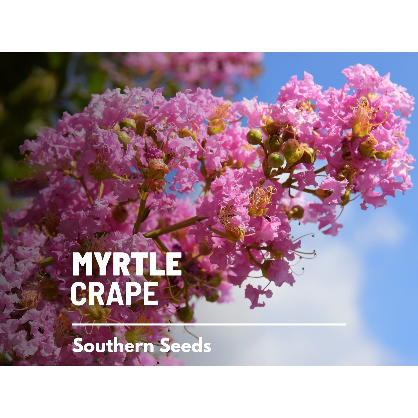 Crape Myrtle – 50 Seeds – Heirloom Tree, Striking and Colorful Blooms, Low Maint