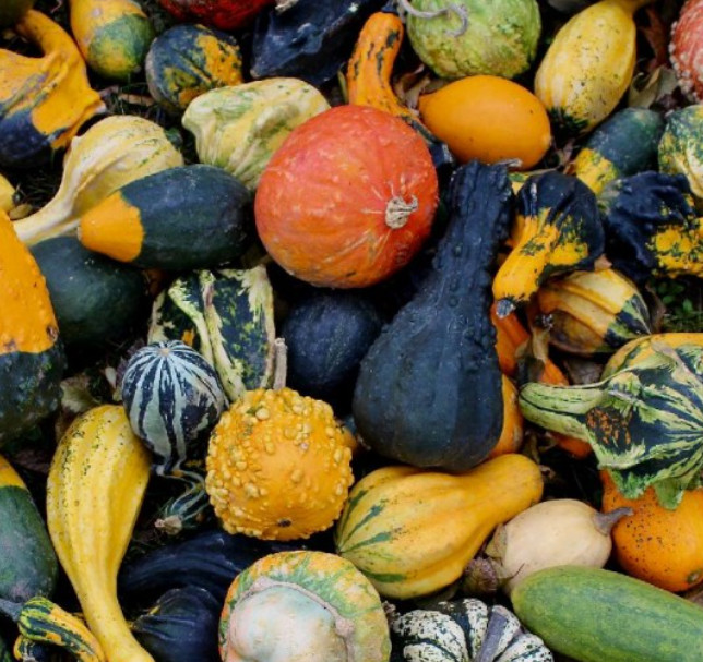 Gourd LARGE AND SMALL MIX Decorative Fall Season Arts & Crafts Non-GMO 30 Seeds