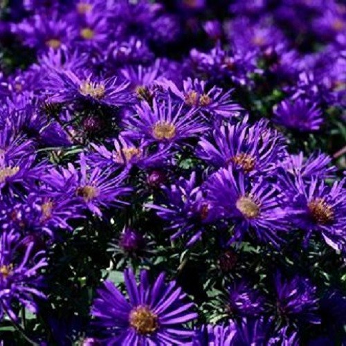 New England Aster Seeds – Symphyotrichum novae-angliae – Heirloom Fall Perennial