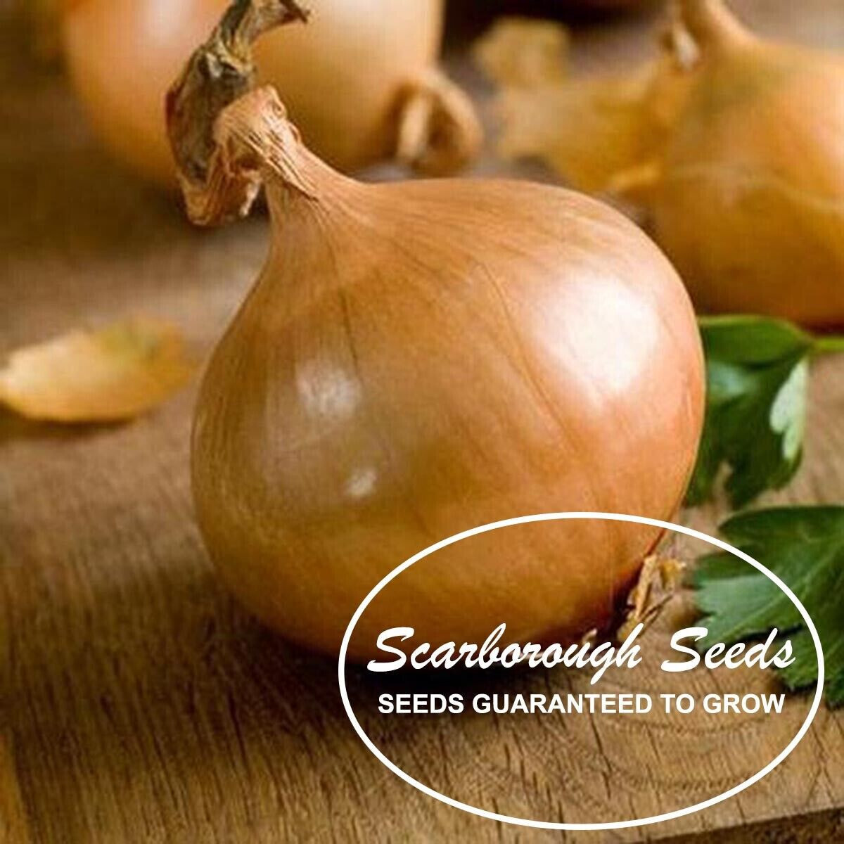 SCARBOROUGH SEEDS WALLA WALLA SWEET ONION 125 Seeds Heirloom Non-GMO – USA