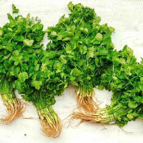 CarpetC Cilantro Seeds for Planting, Slow Bolt Annual Herb, Coriandrum sativum