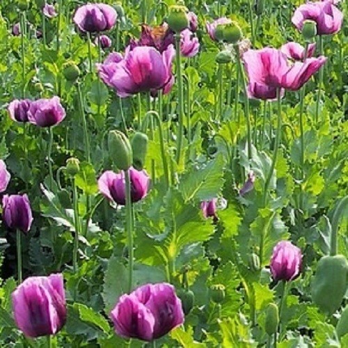 Heirloom Hungarian Blue Breadseed Poppy Seeds | Stratified Papavaer somniferum