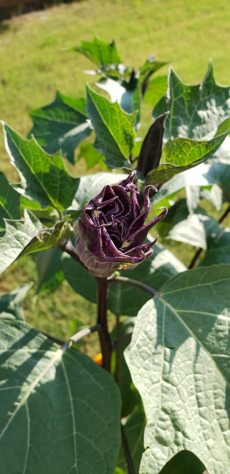 PURPLE ANGEL TRUMPET DATURA PURPLE MOON FLOWERS SEEDS AWESOME PLANT 2024 SEEDS