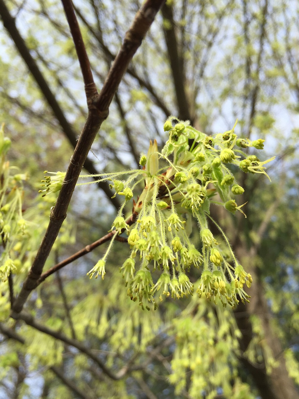 Southern Sugar Maple Tree | Premium Seeds | Acer saccharum ‘Summer’ | Plants’®