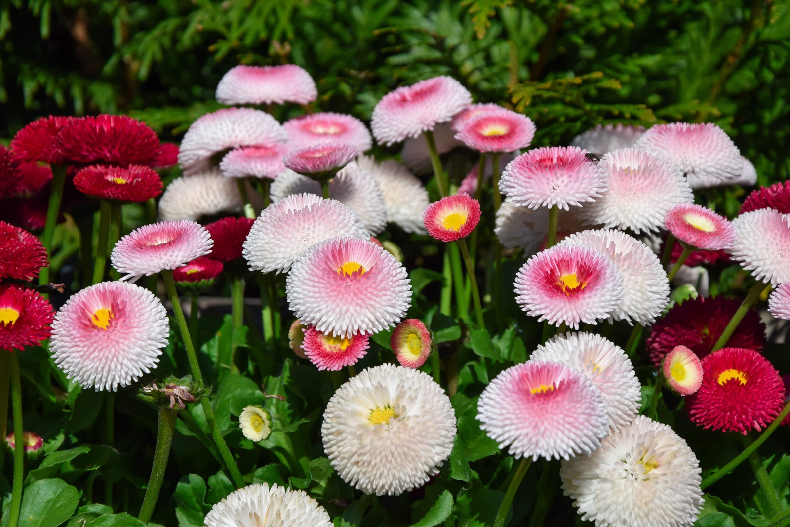 100 STRAWBERRIES & CREAM ENGLISH DAISY Bellis Perennis Flower Seeds *Comb S/H