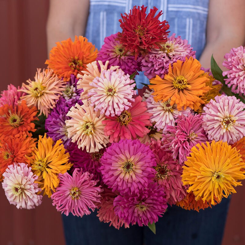 500+ CACTUS FLOWERED SPRING MIX — HEAT DROUGHT TOLERANT — COLORFUL —- FRESH