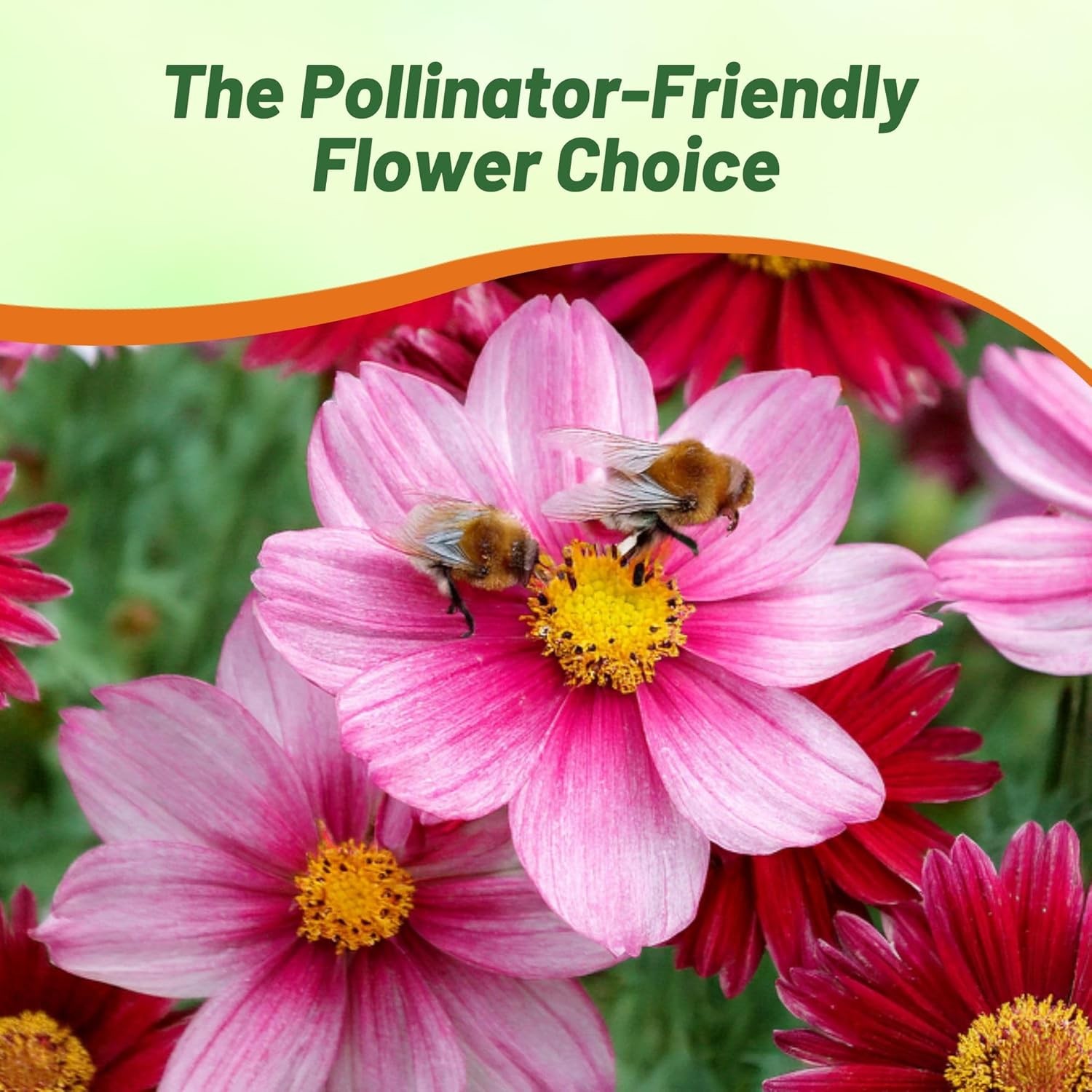 5000 Seeds Chrysanthemum Seed Mix For Planting Outdoors | Pyrethrum