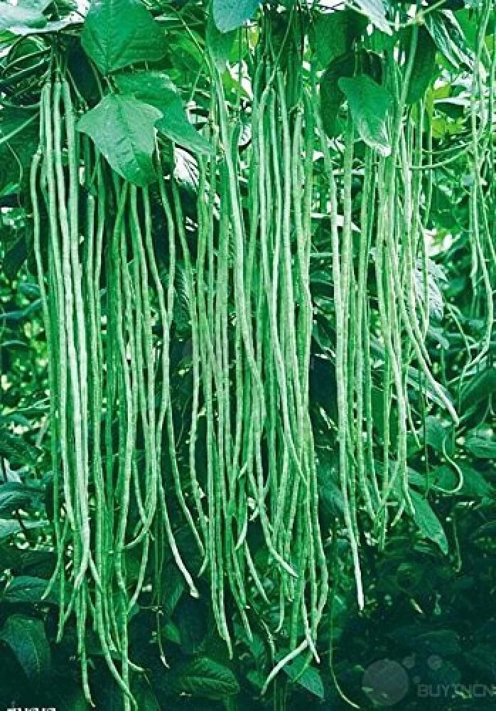 Taiwan Yard Long Bean Seeds (25) / HEAT TOLERANT / FLORIDA GROWN / RARE/ FLORIDA