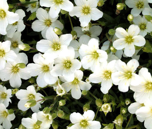 ARENARIA MOUNTAIN SANDWORT Arenaria Montana – 550 Bulk Seeds
