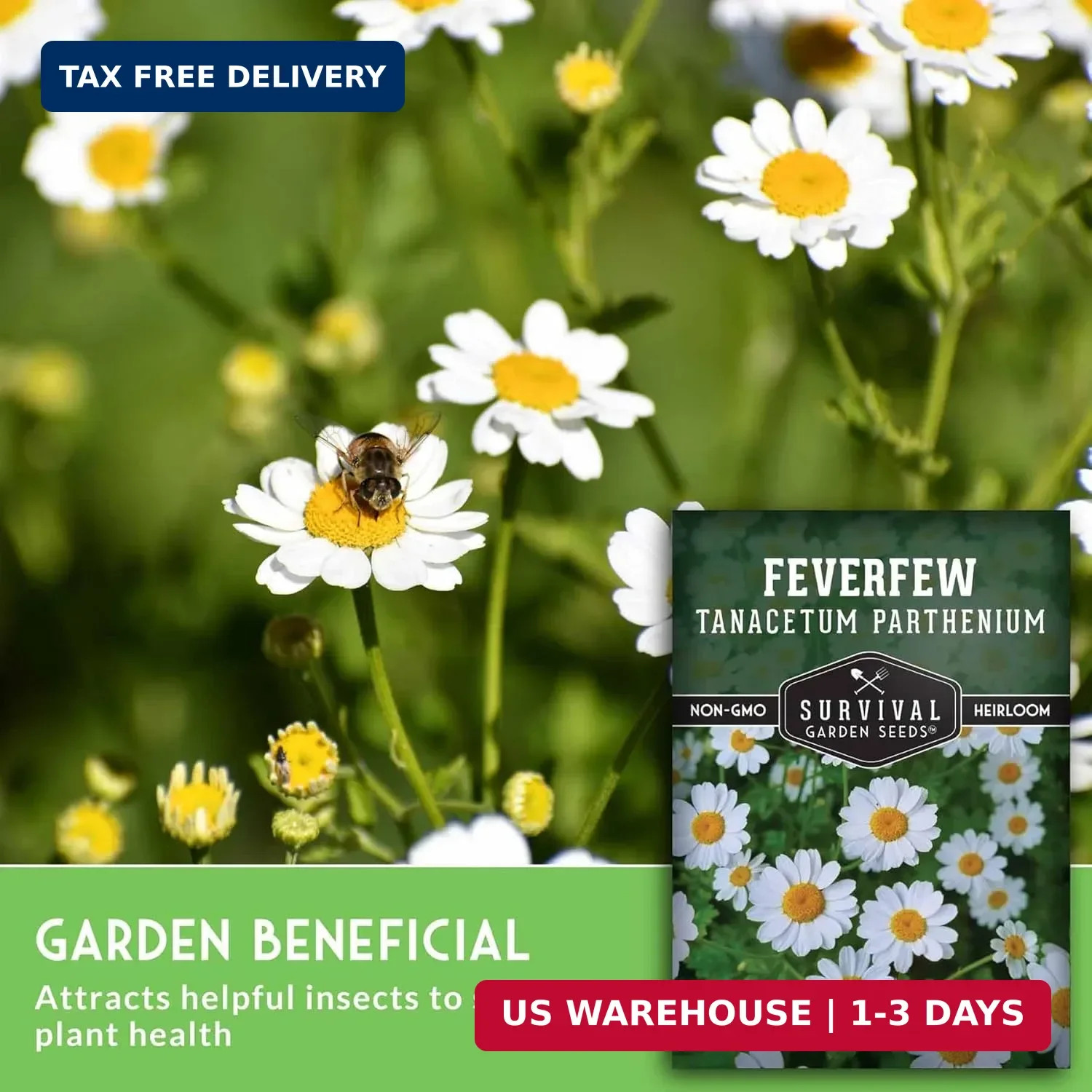 Feverfew Seeds for Planting – Perennial Daisy-Like Flower Herb, Pollinator Frien