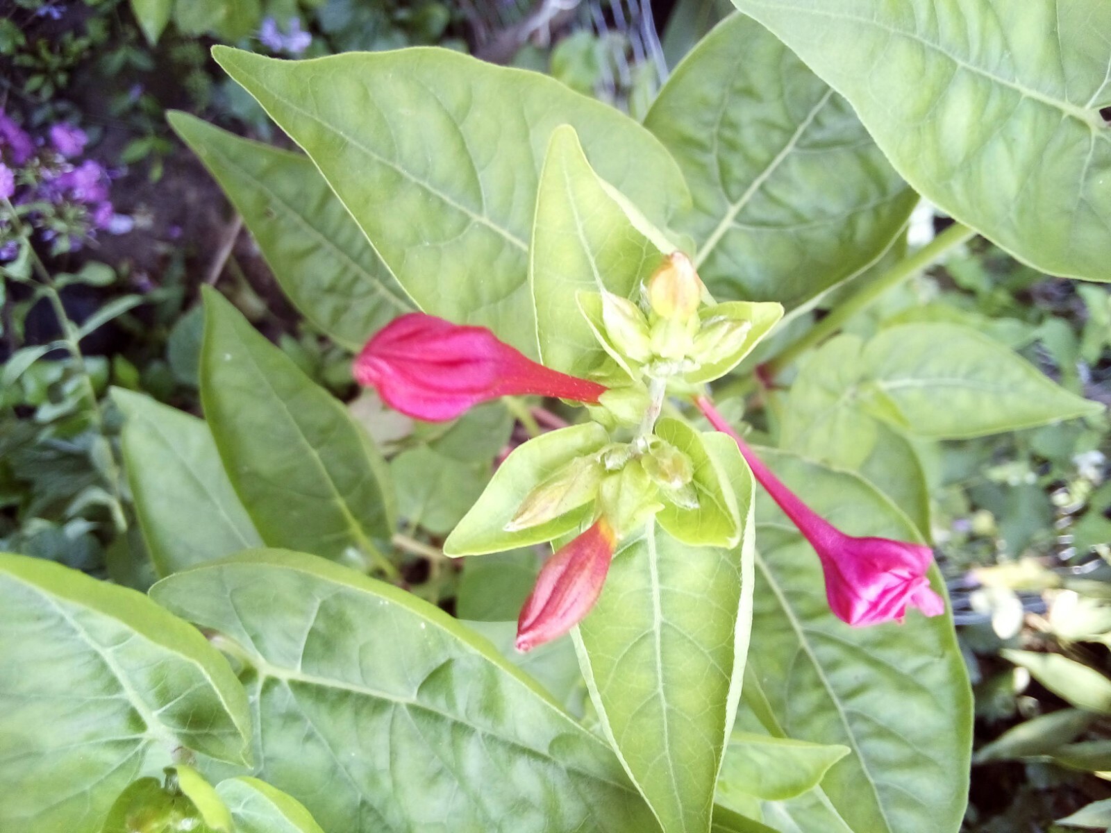 5 SEEDS RED FOUR O’ CLOCK MIRABILIS JALAPA