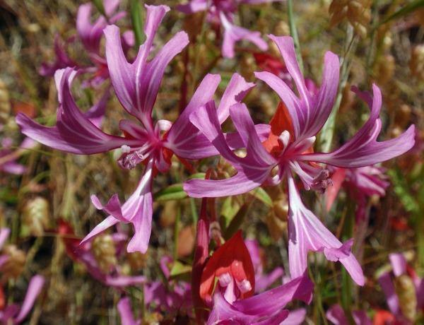 Clarkia concinna | Red or Pink Ribbons | 15 Seeds