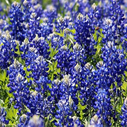 750+ Blue Lupinus Texas Bluebonnet Wildflower Seeds for Planting Home Garden