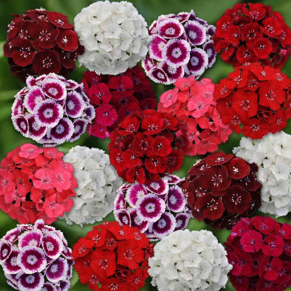 5 LBS Dianthus Sweet William Seed Mix For Planting | Xeriscape Landscaping