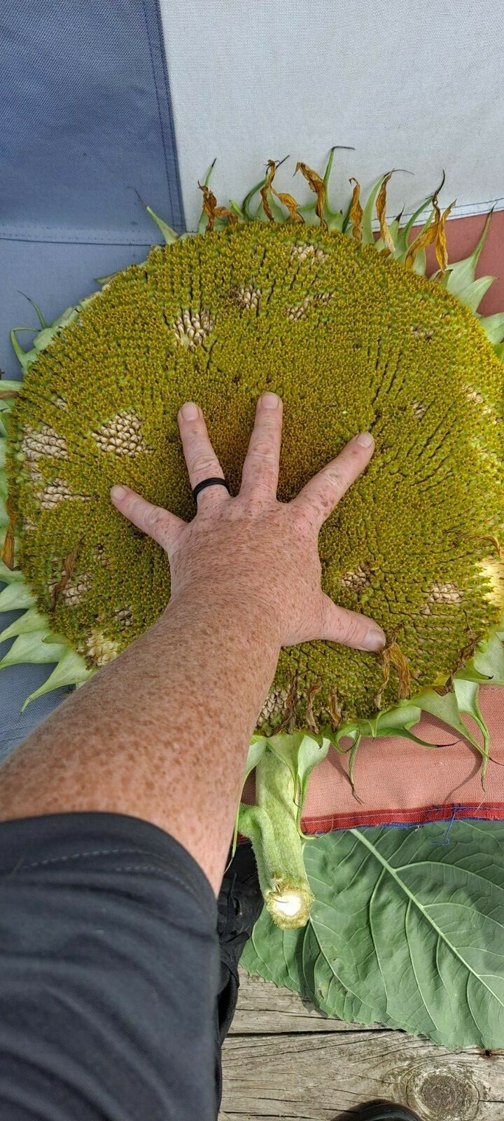 🐝🌻20 GIANT Mammoth Grey Striped Sunflower Seeds.🐝🌻