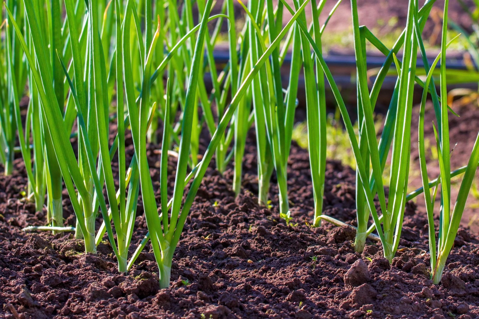 500 SOUTHPORT White Globe BUNCHING ONION Allium Cepa Vegetable Seeds