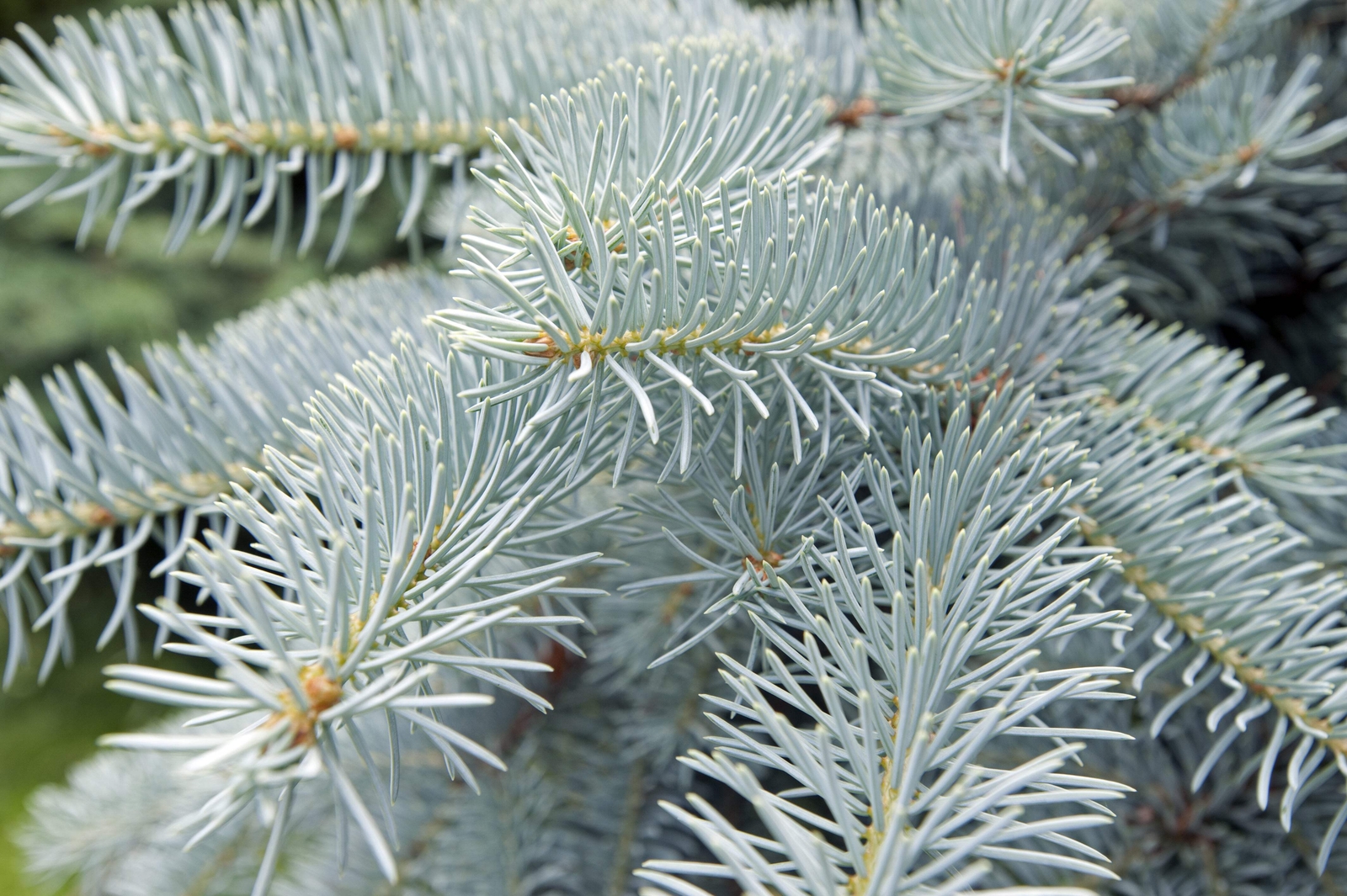 50 Colorado BLUE SPRUCE Tree Picea Pungens Glauca Christmas Tree Silver Seeds
