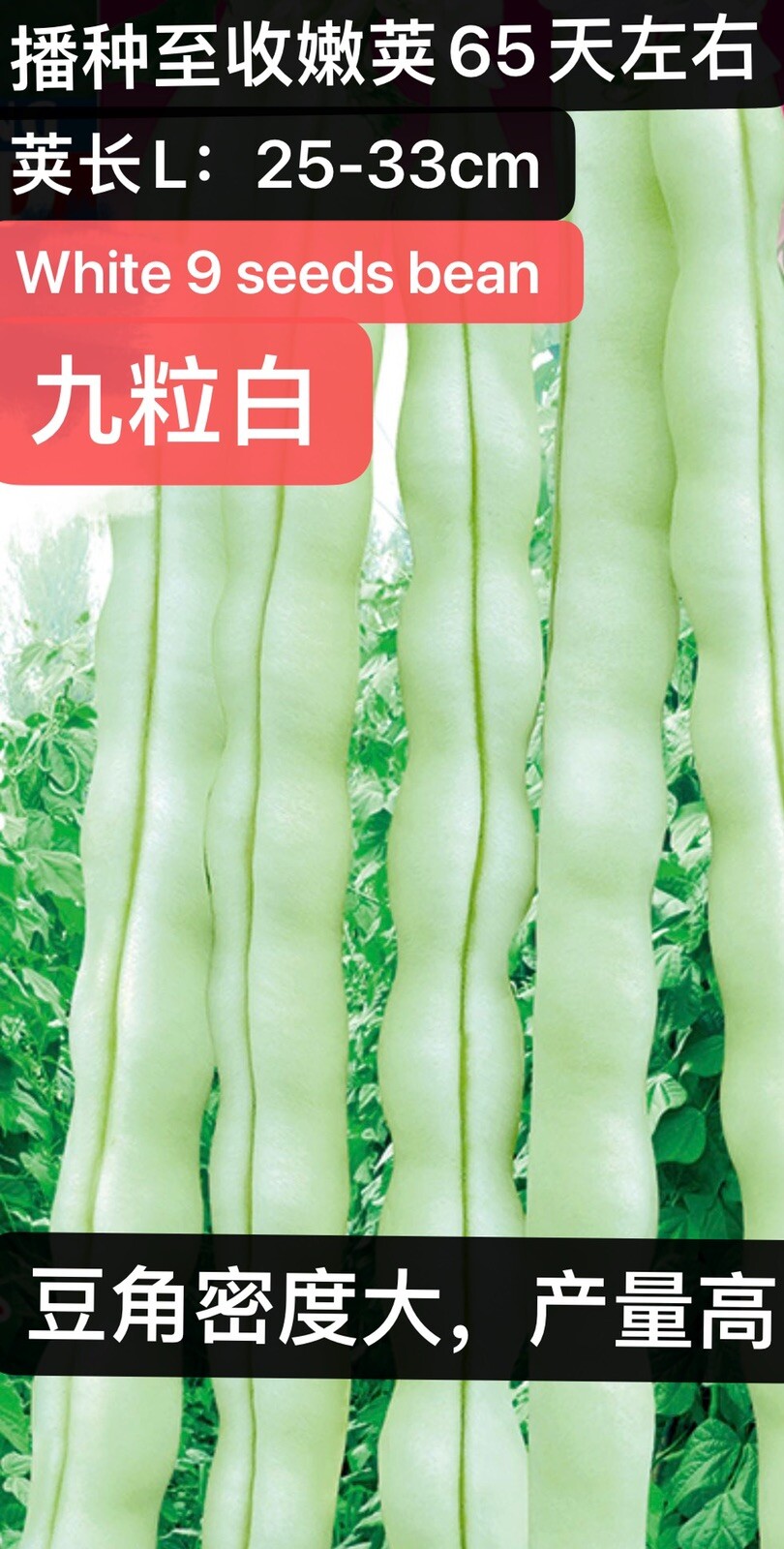 60Ct white 9 seeds bean seeds Stringless Bean Heavy producer 60粒高产九粒白种子2023年产新种子
