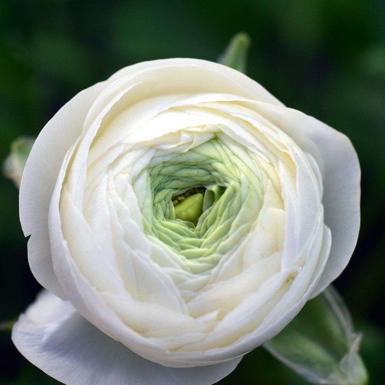 Easy to Grow Ranunculus Buttercup White 10 Plant Bulbs, Spring Flowers
