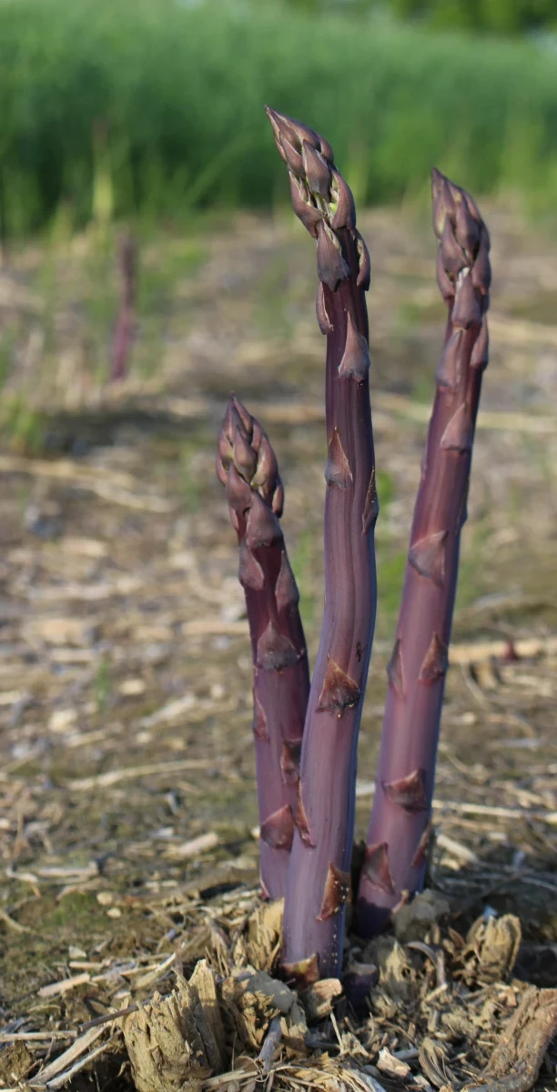 24 Asparagus Crowns “Purple Passion” 2 Yrs(Pack of 24 Bare Root Plants)Zone 3-8