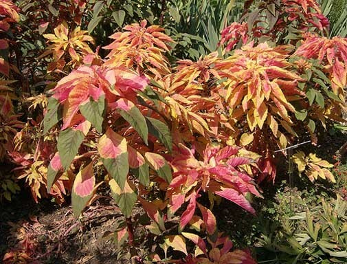Amaranthus tricolor Early Splendor | Summer Poinsettia |Josephs Coat | 100_Seeds