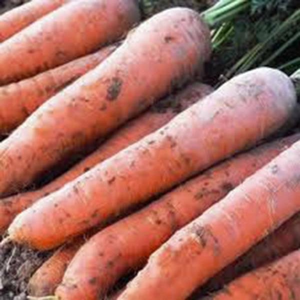 CARROT, SCARLET NANTES, HEIRLOOM, 50+ SEEDS, TASTY CARROT FOR SNACKS