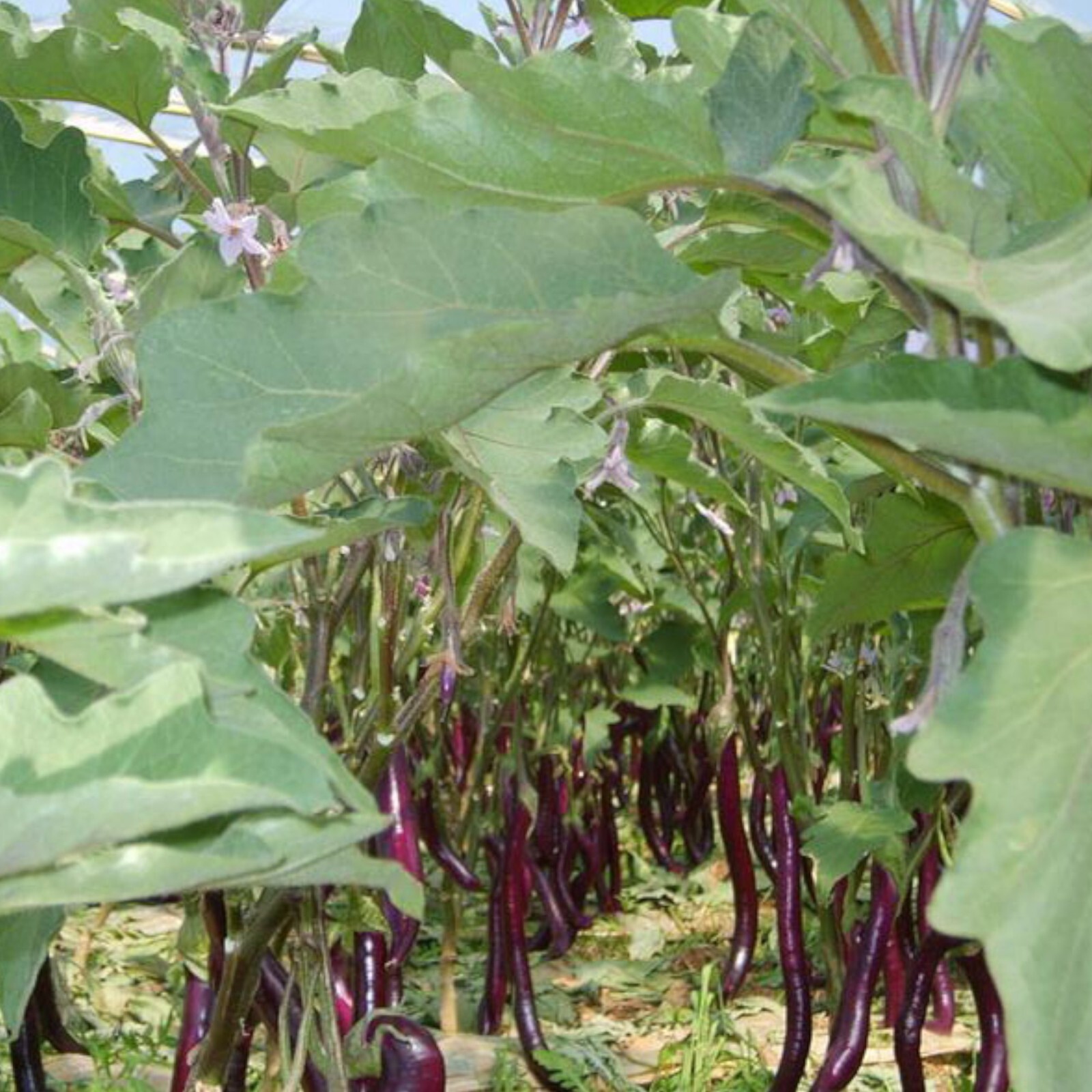 Long Purple Eggplant Seeds – 350 Seeds – Non-GMO Heirloom Variety
