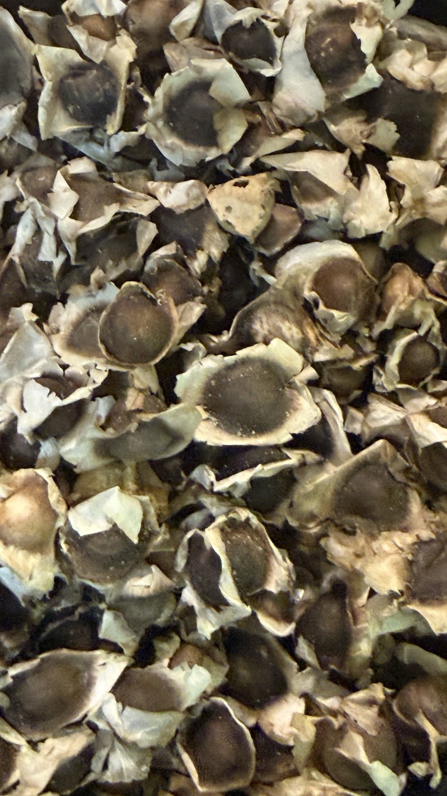 Moringa PKM1 Seeds USDA Certified | Nicaragua Sourced | 1 Pound 1lb