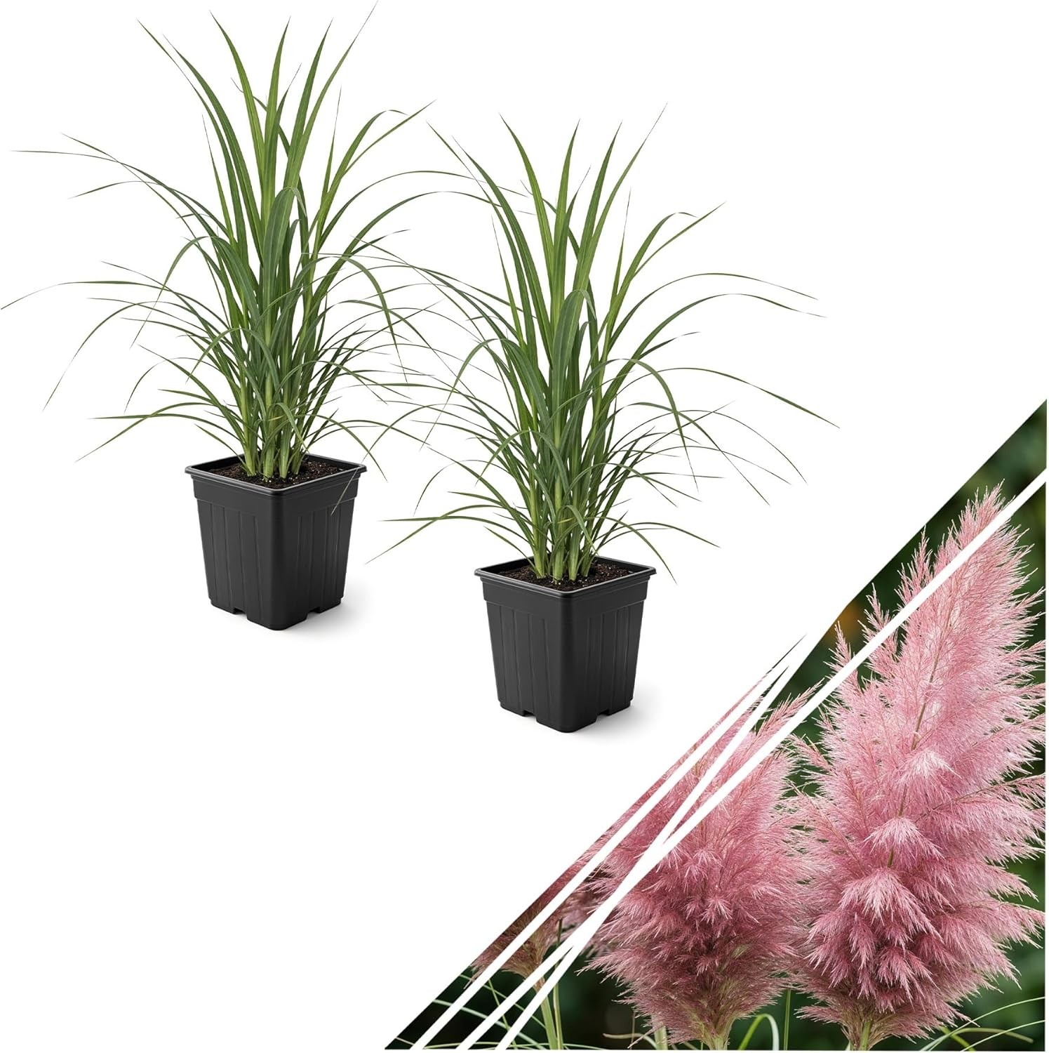Live Ornamental Pampas Grass (Cortaderia selloana) – Pink (2 Pack) – Perennial A