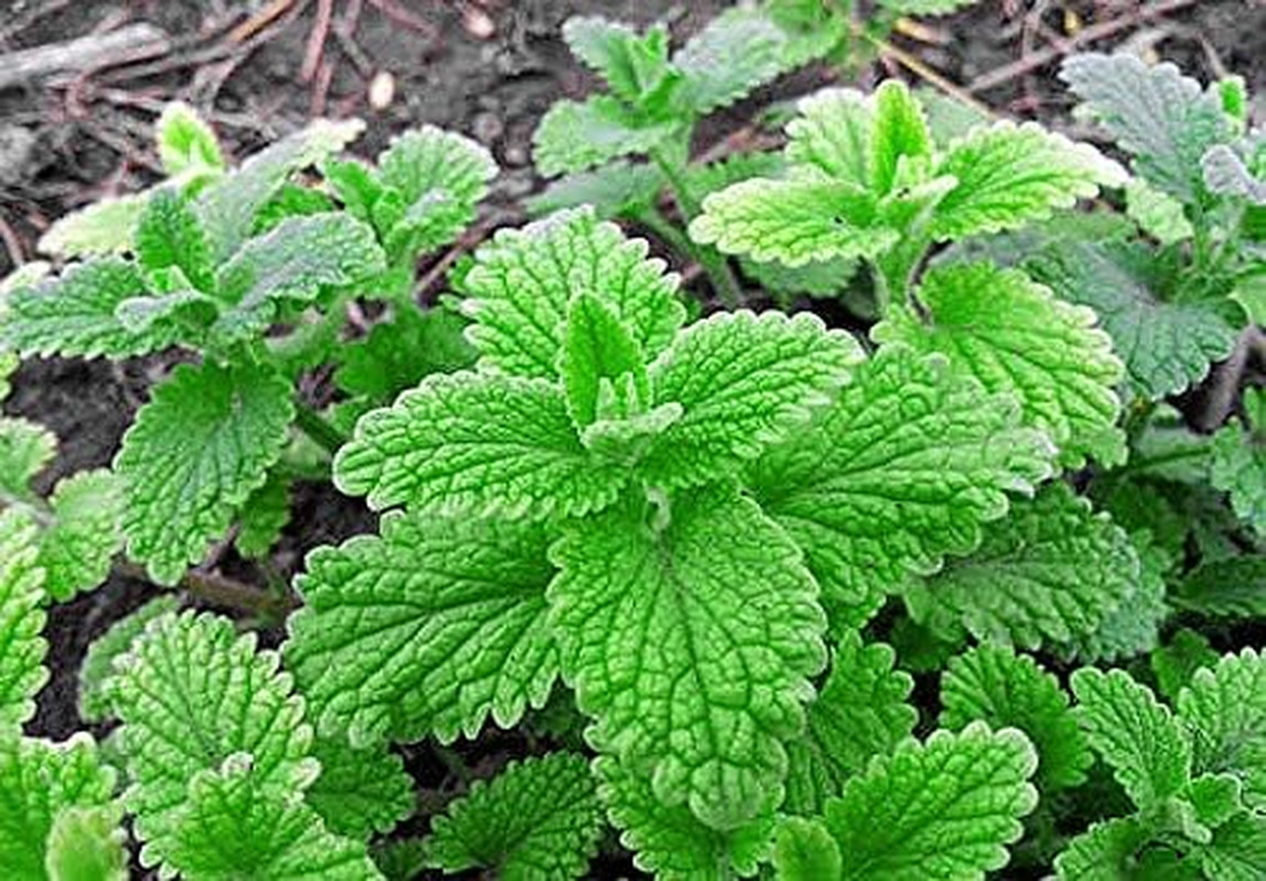 100 Strawberry Mint Herb Seeds Non-GMO Fragrant Rare US Grown Mentha piperita
