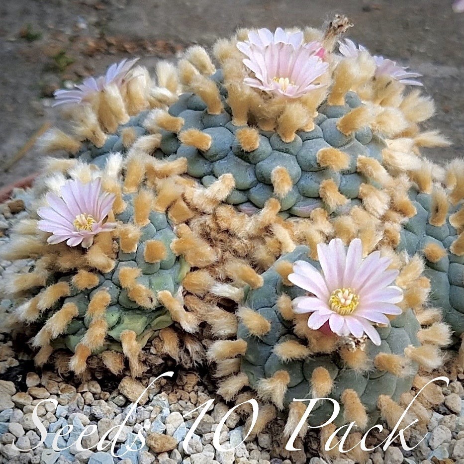 RARE SEEDS (10pk) L0ph…v. San Antonio x10 (Ten) Cactus US SELLER