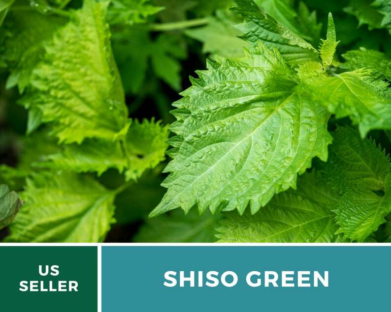 Shiso Green – 200 Seeds – Asian Culinary Herb – Non GMO (Perilla frutescens)