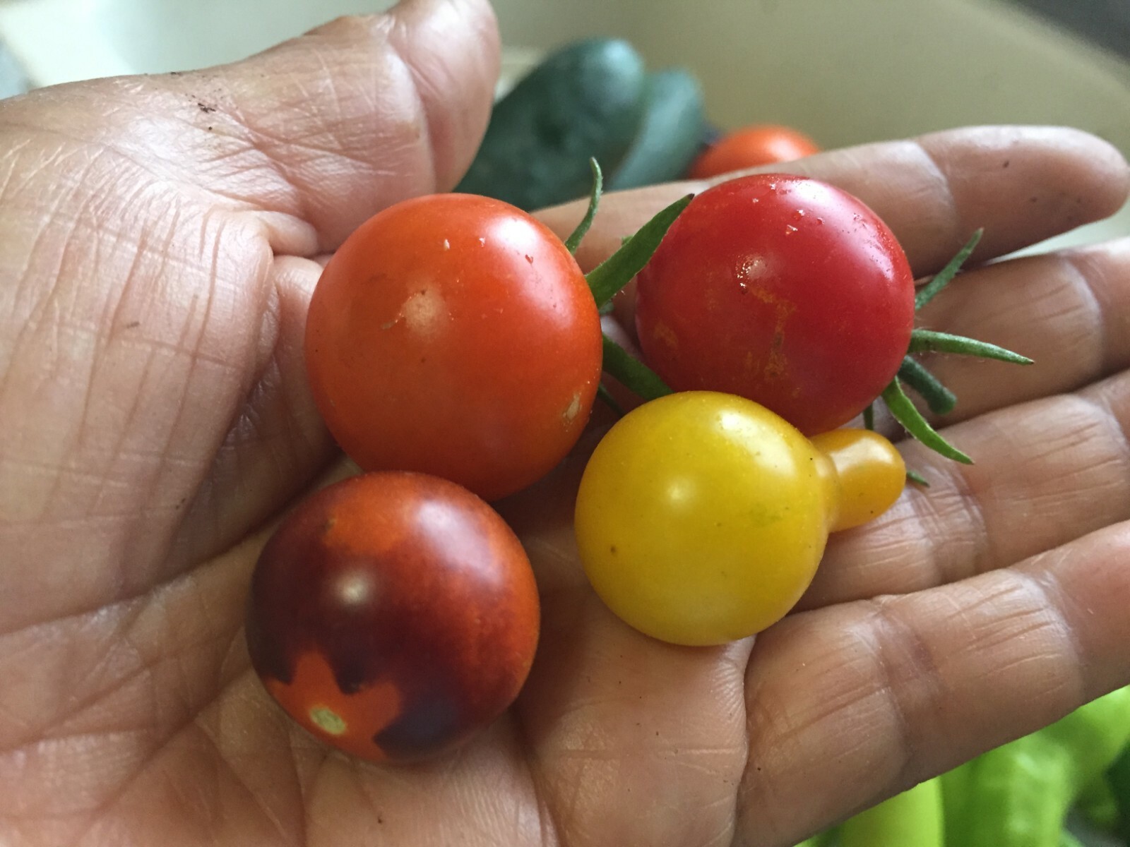 100 seeds Mix Cherry Tomato Orange Sungold, Blue Berries, Yellow Pear, Red +gift
